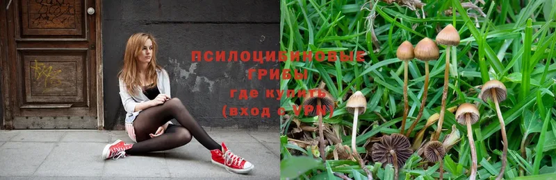 omg рабочий сайт  Елец  Псилоцибиновые грибы Psilocybe 